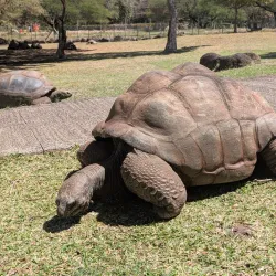 Casela Nature and Leisure Park Safari - Flic en Flac