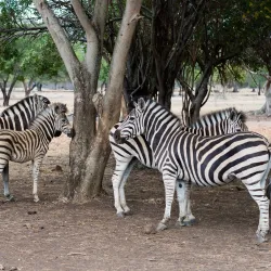 Casela Nature and Leisure Park Safari - Flic en Flac