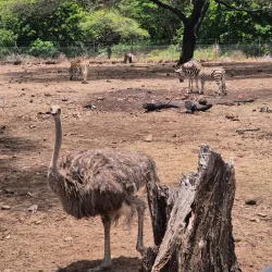 Casela Nature and Leisure Park Safari - Flic en Flac