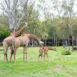 Casela Nature and Leisure Park Safari - Flic en Flac