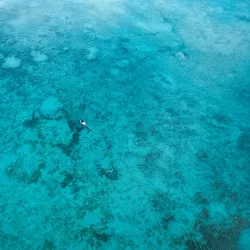 Dolphin Watching Tours - Flic en Flac