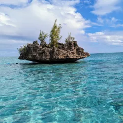 Dolphin Watching Tours - Flic en Flac