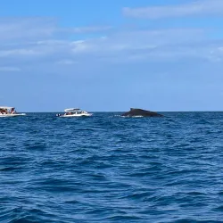 Dolphin Watching Tours - Flic en Flac