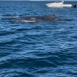 Dolphin Watching Tours - Flic en Flac