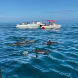 Dolphin Watching Tours - Flic en Flac
