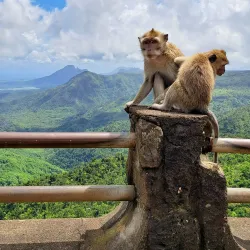 Black River Gorges National Park - L'escalier