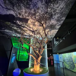 La Maison du Volcan - L'escalier