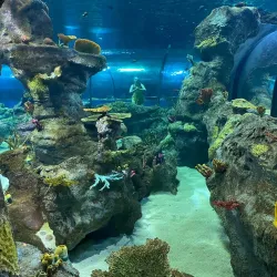 Mauritius Aquarium - Petit Raffray