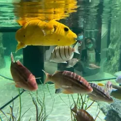 Mauritius Aquarium - Petit Raffray