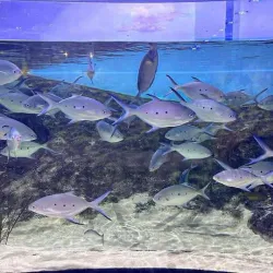 Mauritius Aquarium - Petit Raffray