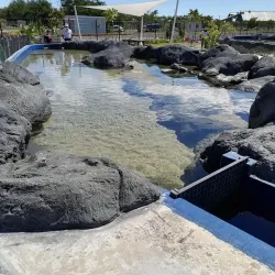 Mauritius Aquarium - Petit Raffray