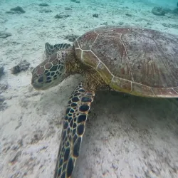 Northern Islands Excursion - Petit Raffray