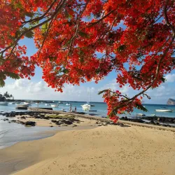 Cap Malheureux Church - Poudre D'or