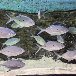 Mauritius Aquarium - Poudre D'or