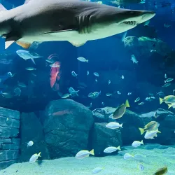 Mauritius Aquarium - Poudre D'or