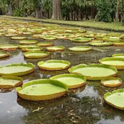 Pamplemousses Market - Poudre D'or