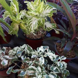 Pamplemousses Market - Poudre D'or