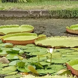 Pamplemousses Market - Poudre D'or