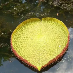 Pamplemousses Market - Poudre D'or