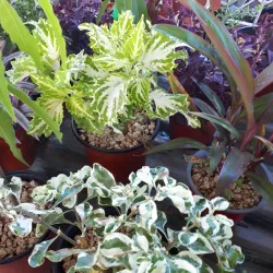 Pamplemousses Market - Poudre D'or