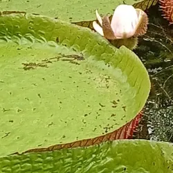 Pamplemousses Market - Poudre D'or