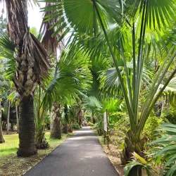 Sir Seewoosagur Ramgoolam Botanical Garden - Quatre Bornes