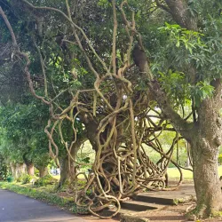 Sir Seewoosagur Ramgoolam Botanical Garden - Quatre Bornes