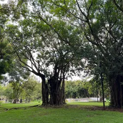 Sir Seewoosagur Ramgoolam Botanical Garden - Quatre Bornes