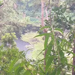 Trou aux Cerfs - Quatre Bornes