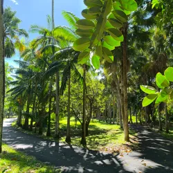 Pamplemousses Botanical Garden (Sir Seewoosagur Ramgoolam Botanical Garden) - Riviere Du Rempart