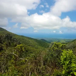 Black River Gorges National Park - Tamarin