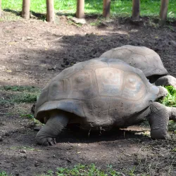 Chamarel Colored Earths - Tamarin