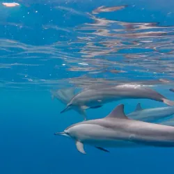 Dolphin Watching Tours - Tamarin