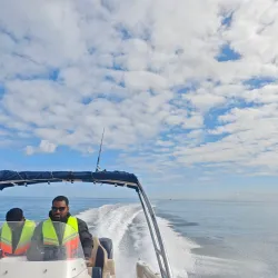 Dolphin Watching Tours - Tamarin