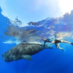 Dolphin Watching Tours - Tamarin