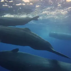 Dolphin Watching Tours - Tamarin