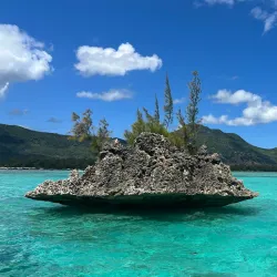 Dolphin Watching Tours - Tamarin