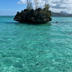 Dolphin Watching Tours - Tamarin