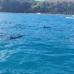 Dolphin Watching Tours - Tamarin