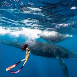 Dolphin Watching Tours - Tamarin