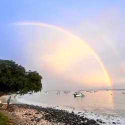 Dolphin Watching Tours - Tamarin