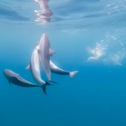 Tamarin Bay Surf School - Tamarin