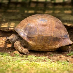 Mauritius Botanical Garden - The Vale