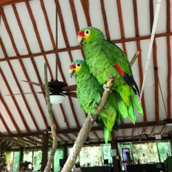 Aktun Chen Natural Park - Akumal