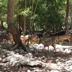 Aktun Chen Natural Park - Akumal