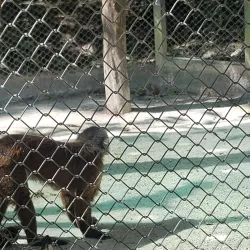 Akumal Monkey Sanctuary - Akumal