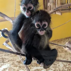 Akumal Monkey Sanctuary - Akumal