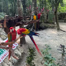 Akumal Monkey Sanctuary - Akumal