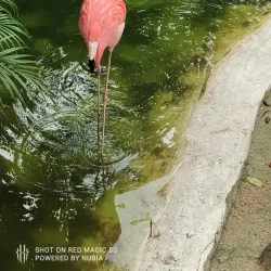 Akumal Monkey Sanctuary - Akumal