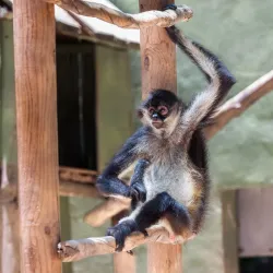 Akumal Monkey Sanctuary - Akumal